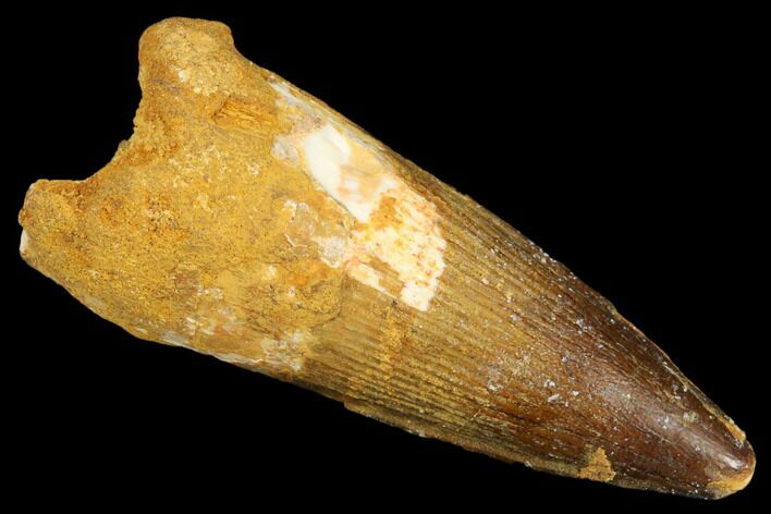 Spinosaurus Tooth - Real Dinosaur Tooth #176622